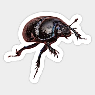 Dor Beetle Sticker